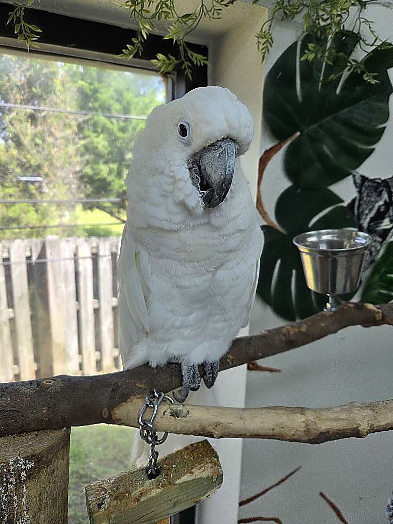 A cockatoo ambassador at Capybara Cafe St. Augustine