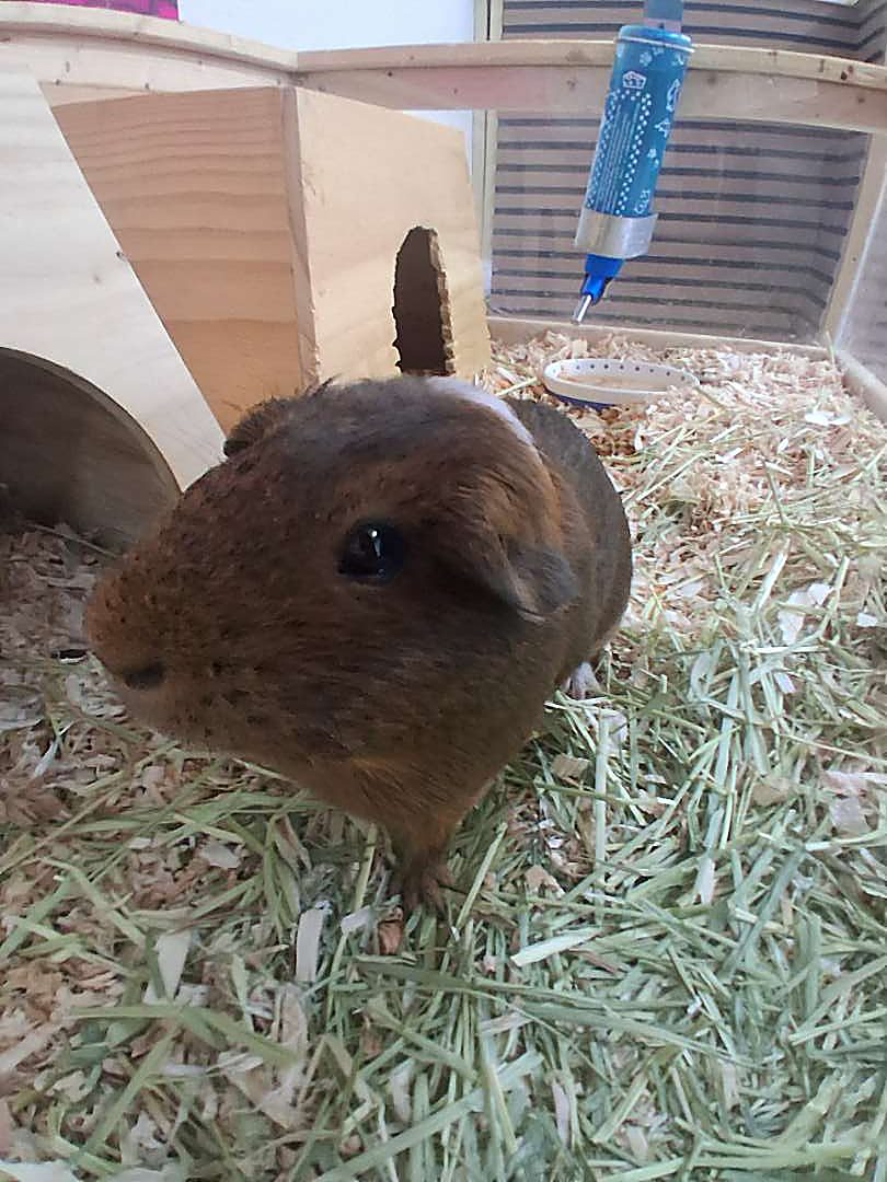 A guinea pig ambassador at Capybara Cafe St. Augustine