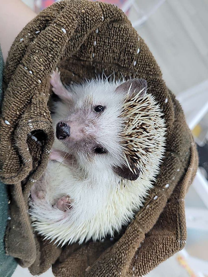 A hedgehog ambassador at Capybara Cafe St. Augustine
