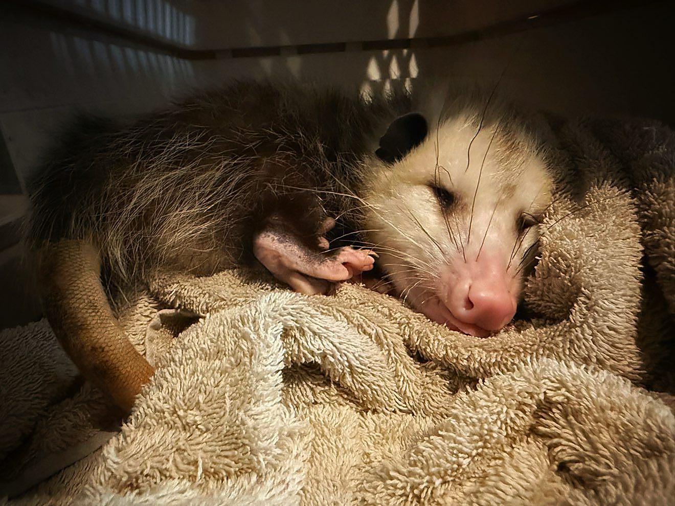An opossum ambassador at Capybara Cafe St. Augustine