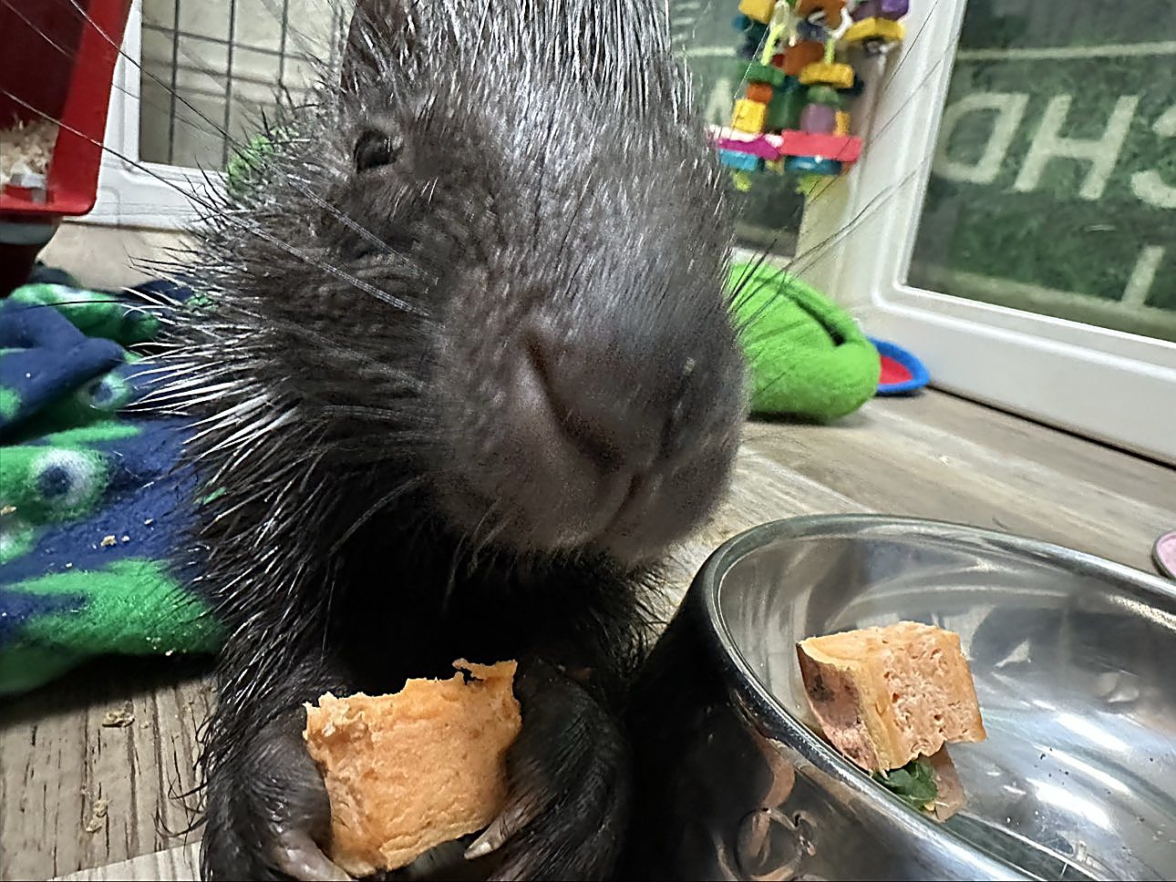 A porcupine snacking on a treat, held in its front paws.