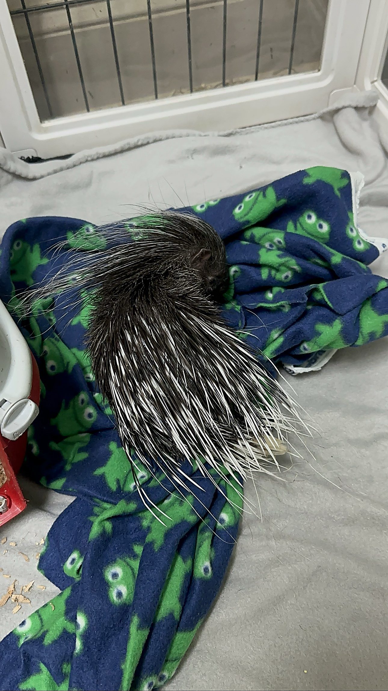 A porcupine ambassador at Capybara Cafe St. Augustine