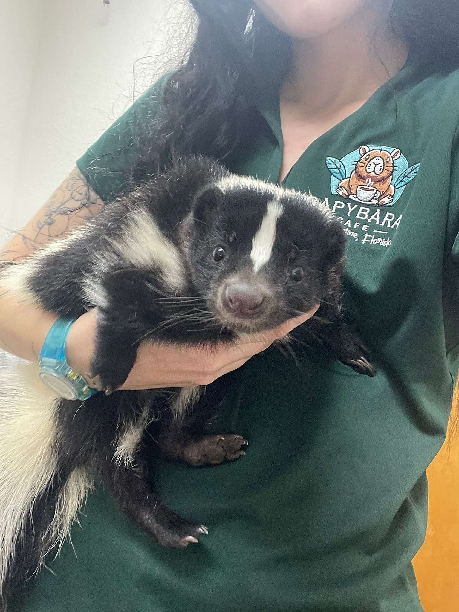 Flower the skunk during the Capybara and Friends Encounter at Capybara Cafe St. Augustine