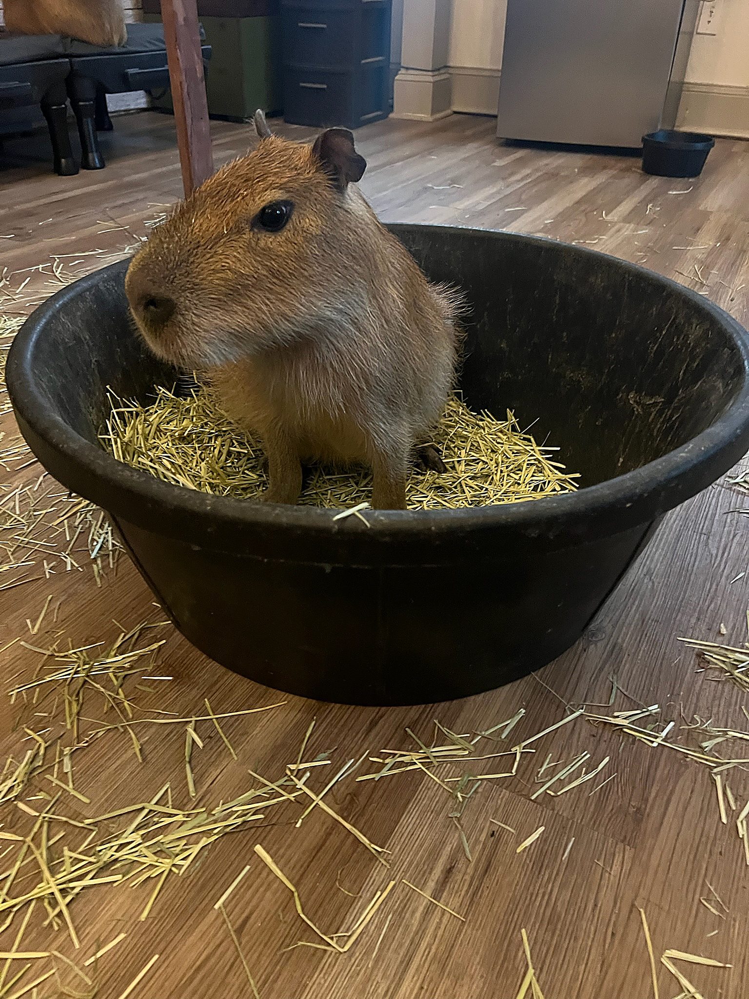 Another capybara taking its turn resting in the bucket.