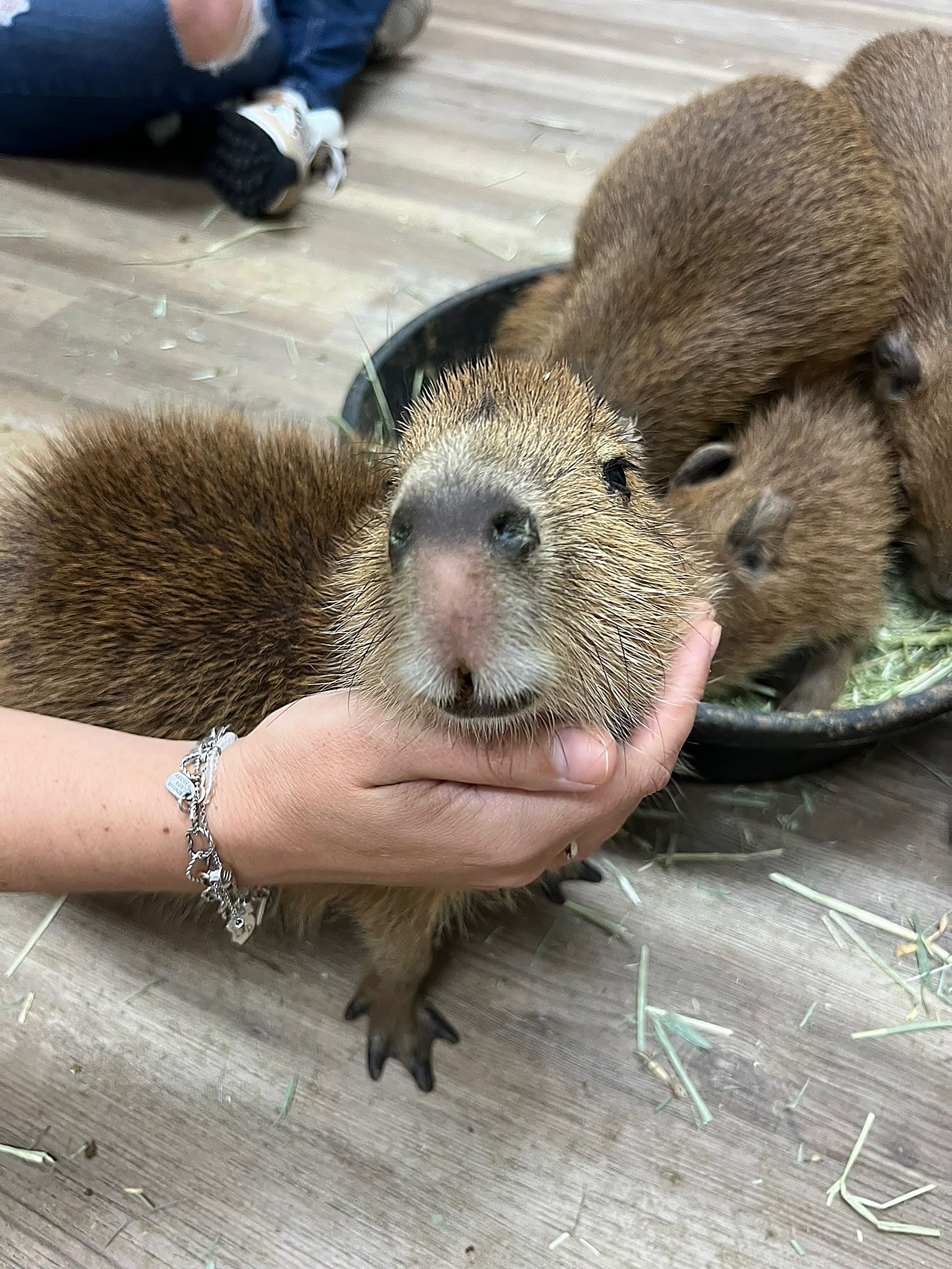 A guest gently supporting a young capybara during the encounter.