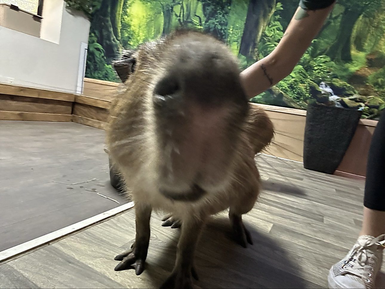 A curious capybara leans in for a closer look.