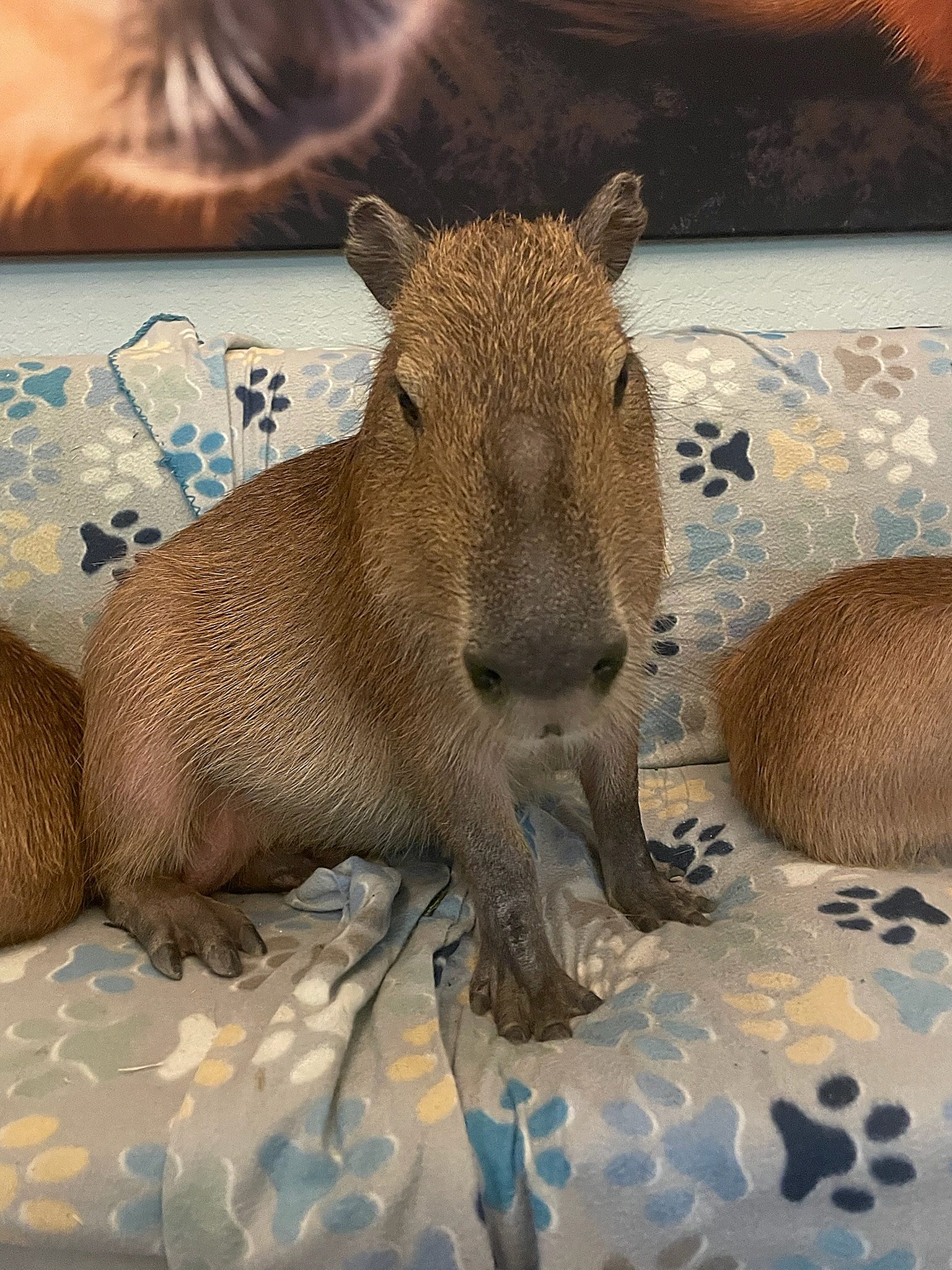 A quiet moment with a capybara on the couch.