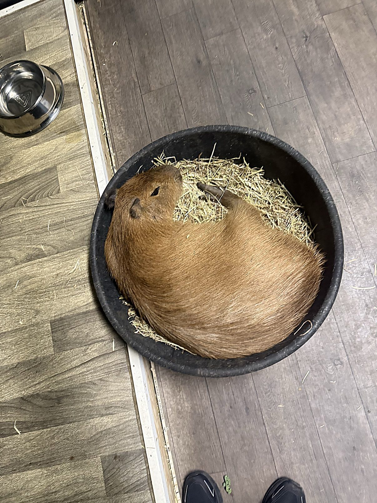 A capybara curled up in a bowl at Capybara Cafe St. Augustine