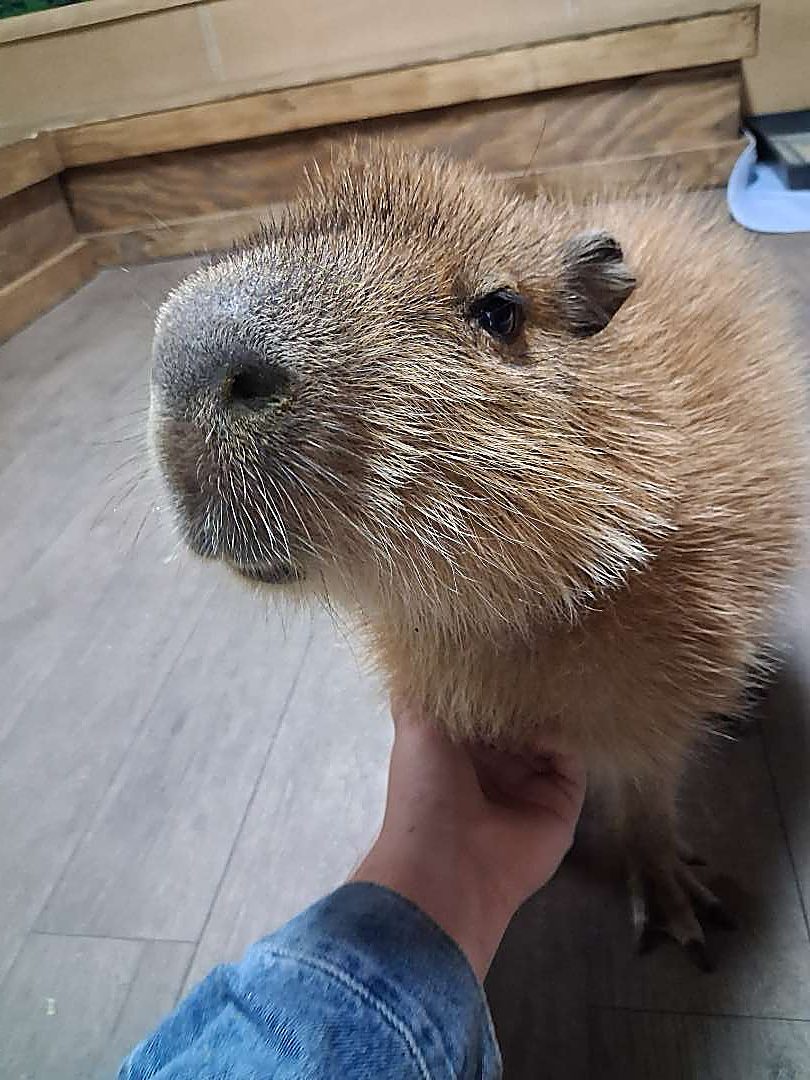 A guest holding a capybara at Capybara Cafe St. Augustine