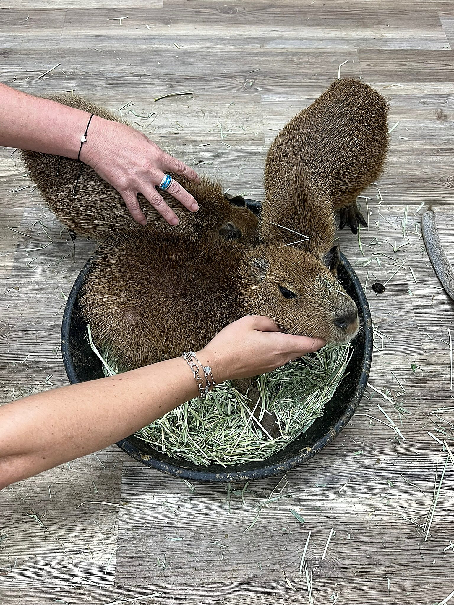 A capybara curled up and settled into one of the feeding bowls.