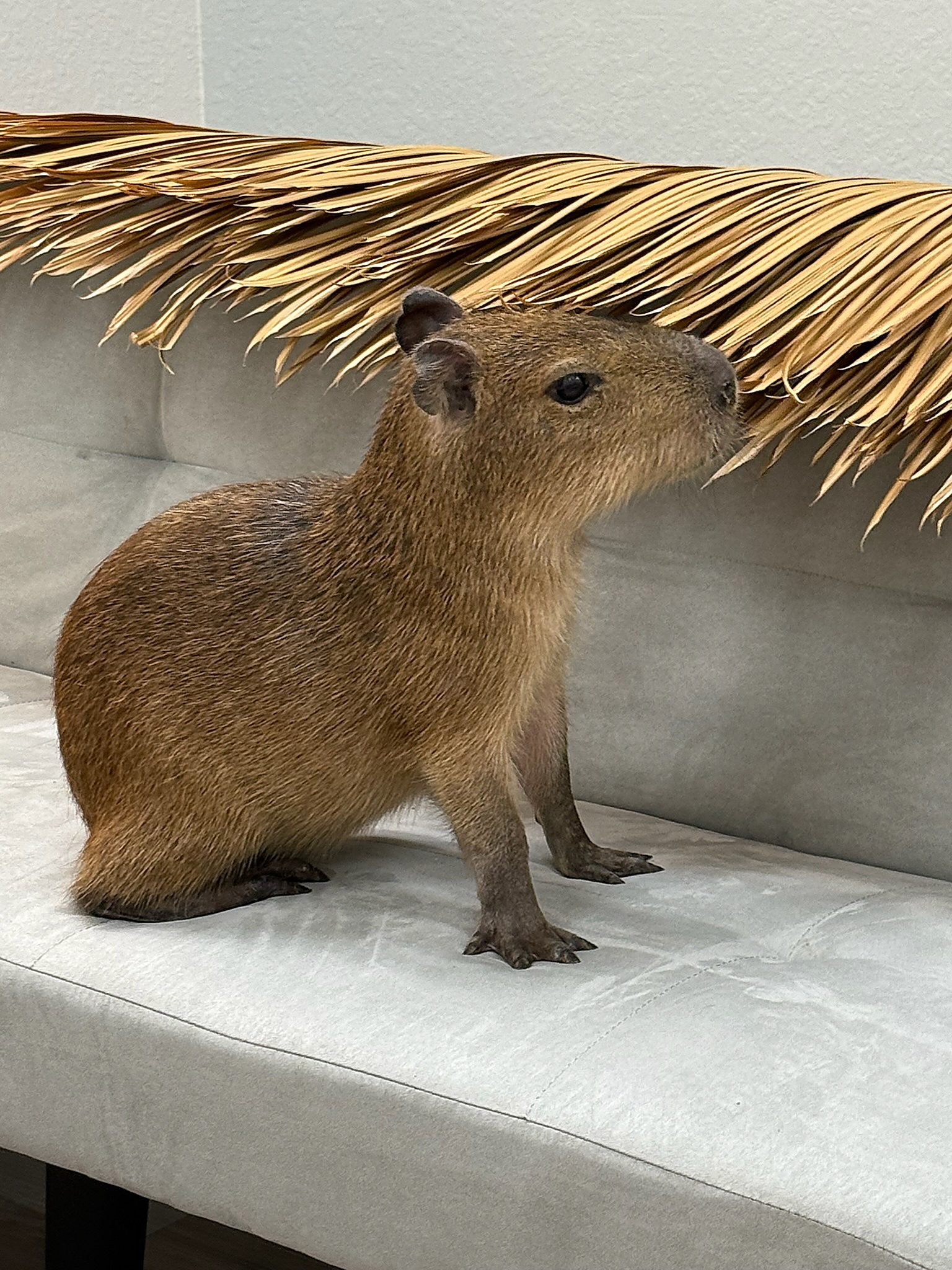 A capybara investigating a bundle of dried palm fronds in the room.