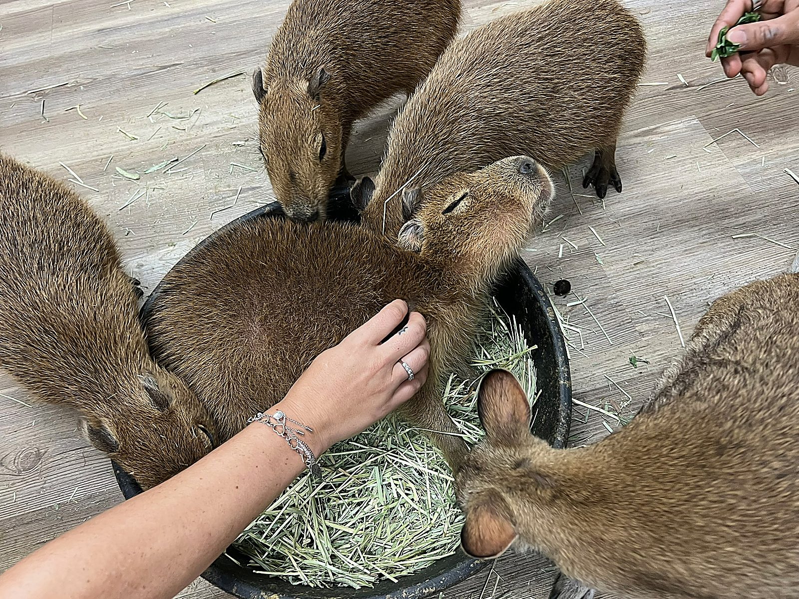More capybaras crowding in to share the hay bowl.