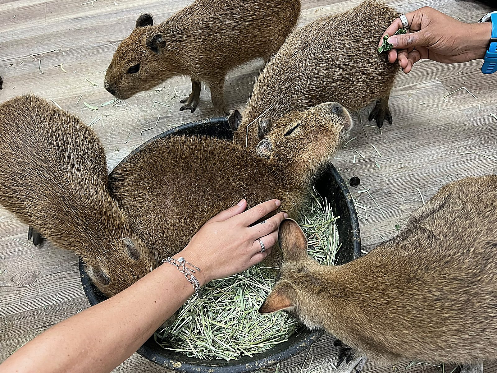 Several capybaras gathered around a hay bowl during a group feeding moment.