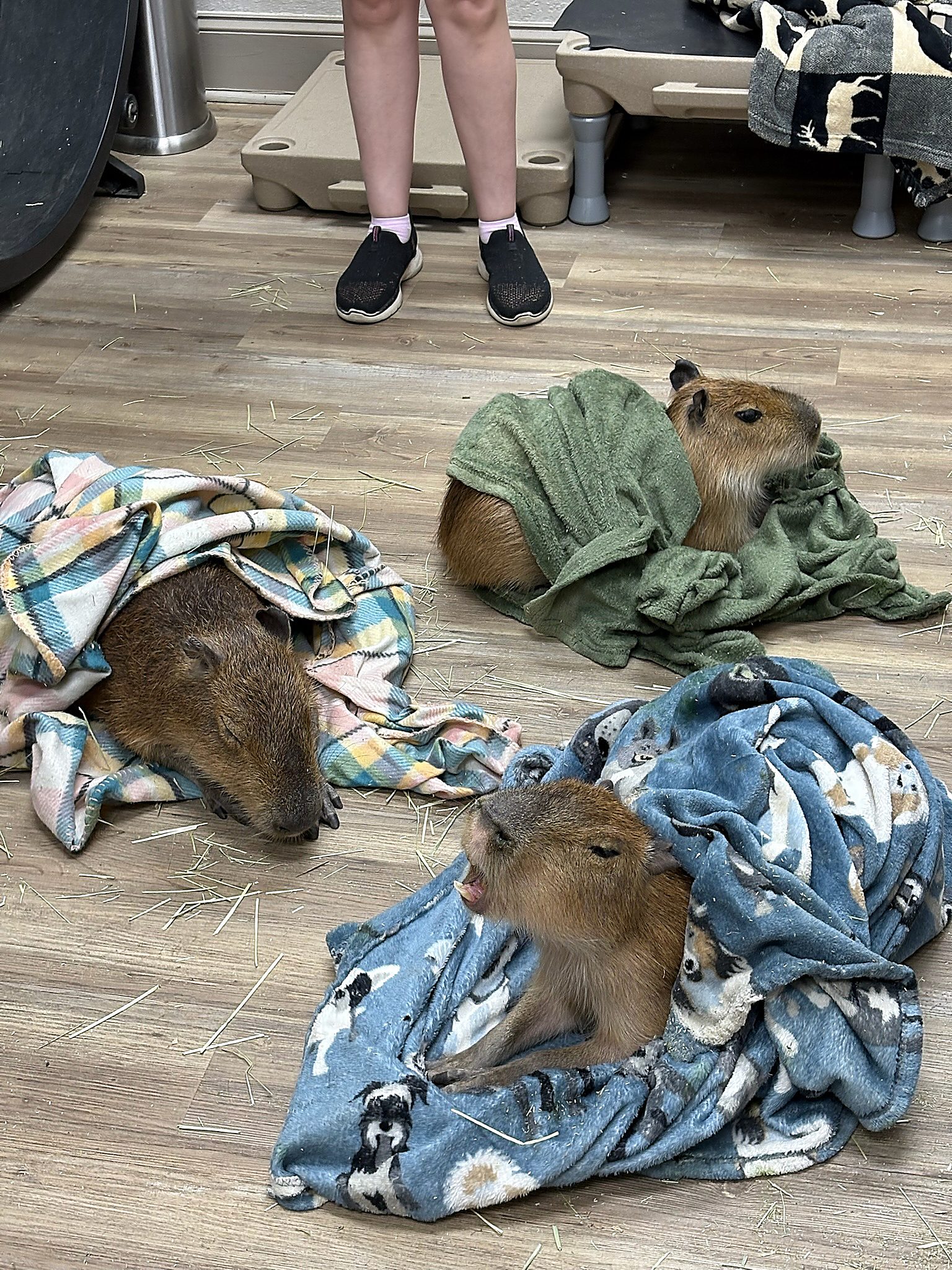 Capybaras wrapped in towels at Capybara Cafe St. Augustine