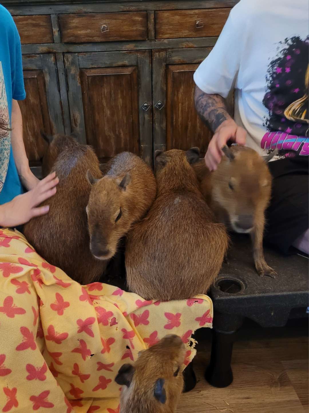 Guests petting a capybara during the Capybara Encounter at Capybara Cafe St. Augustine