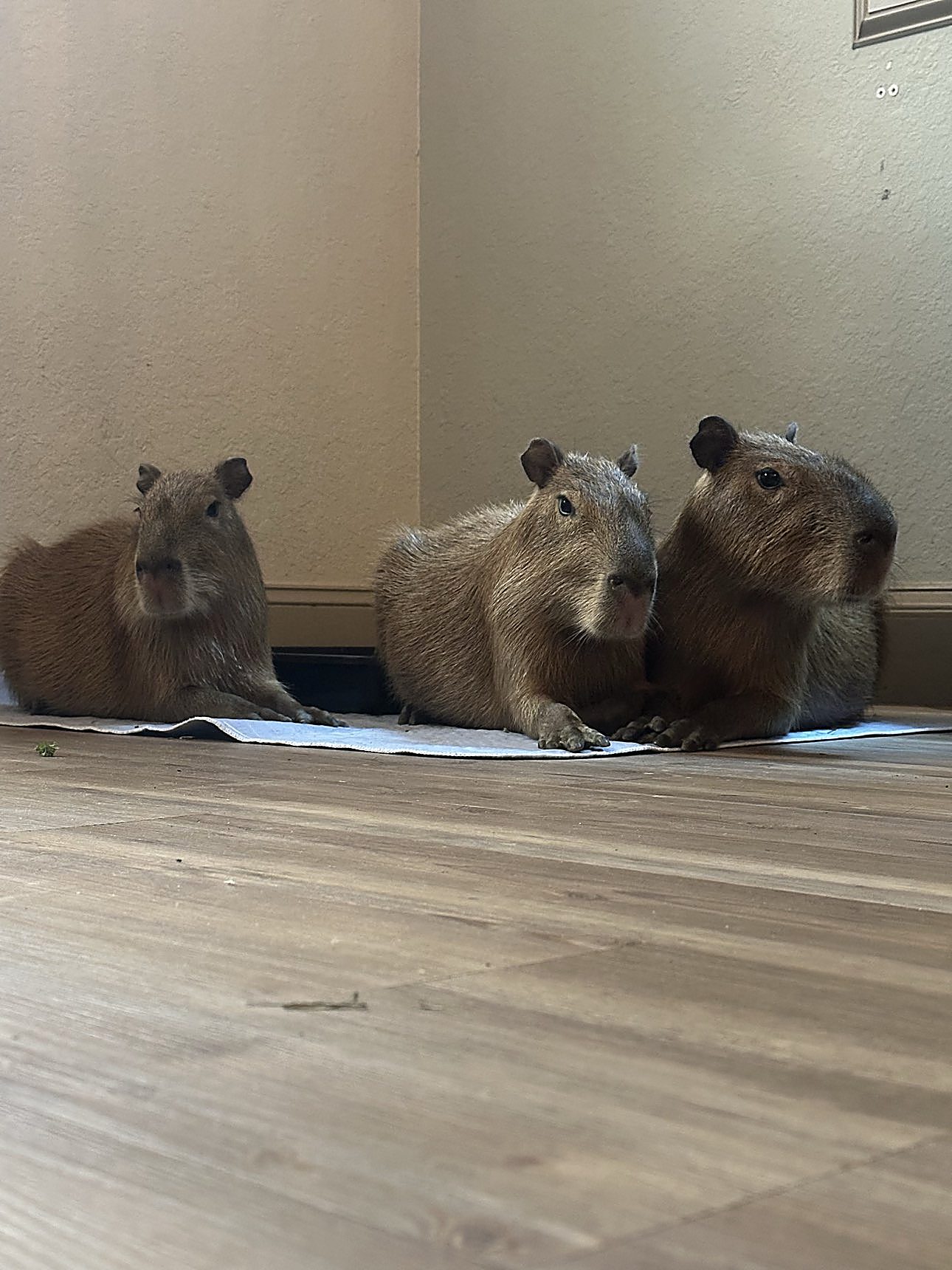Three capybaras resting together in a corner.