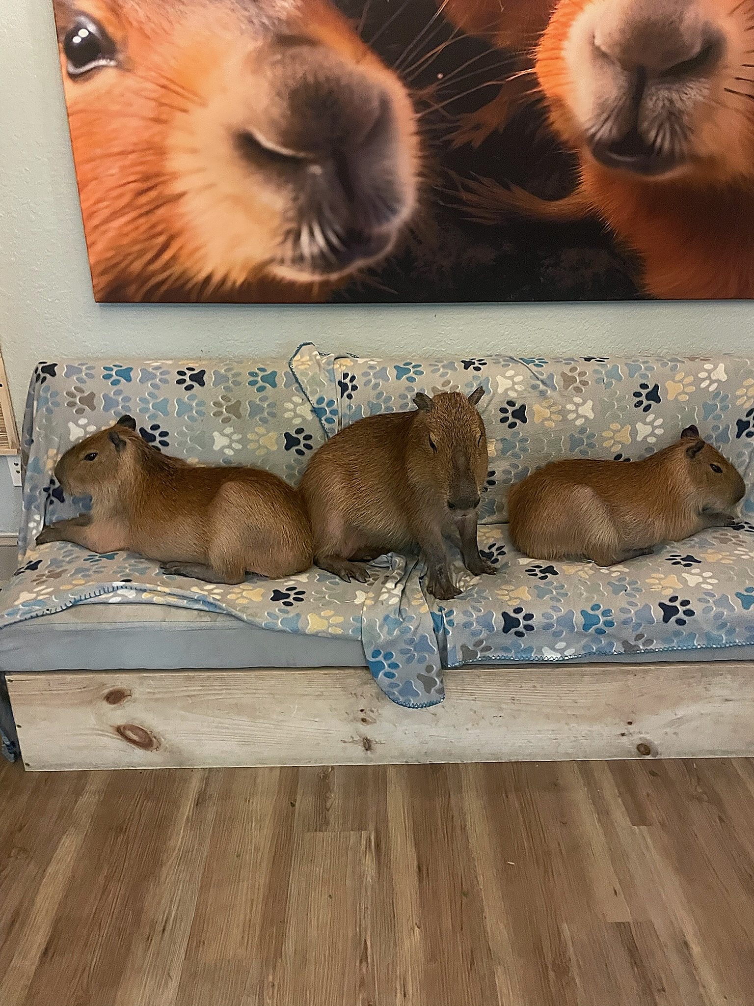 Three capybaras on a couch at Capybara Cafe St. Augustine