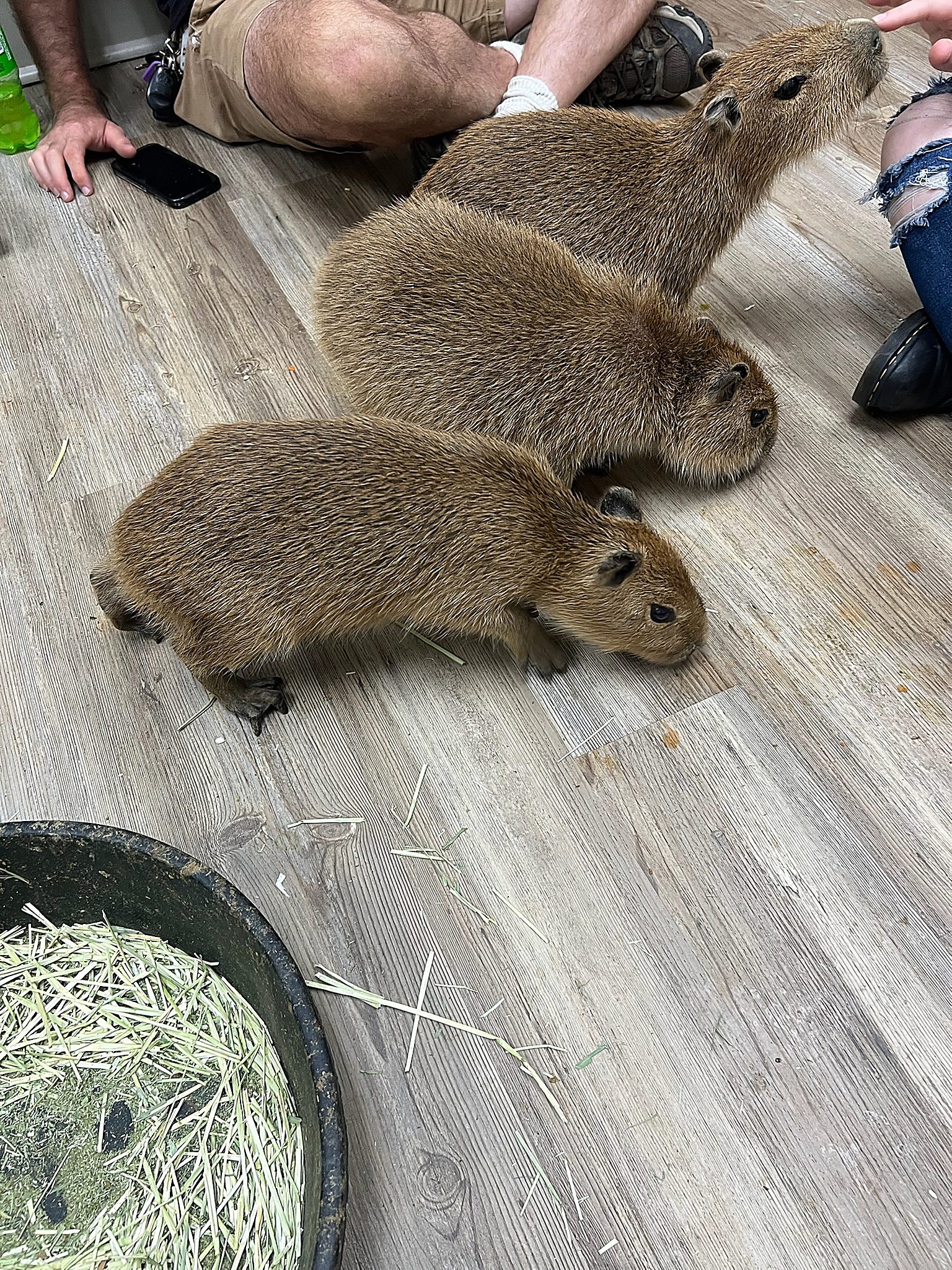 Two capybaras stretched out together on the floor.