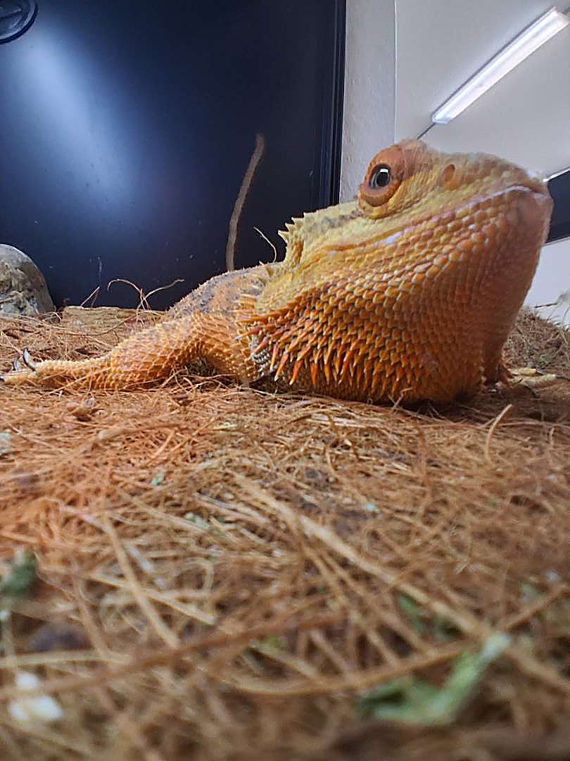 A bearded dragon ambassador at Capybara Cafe St. Augustine