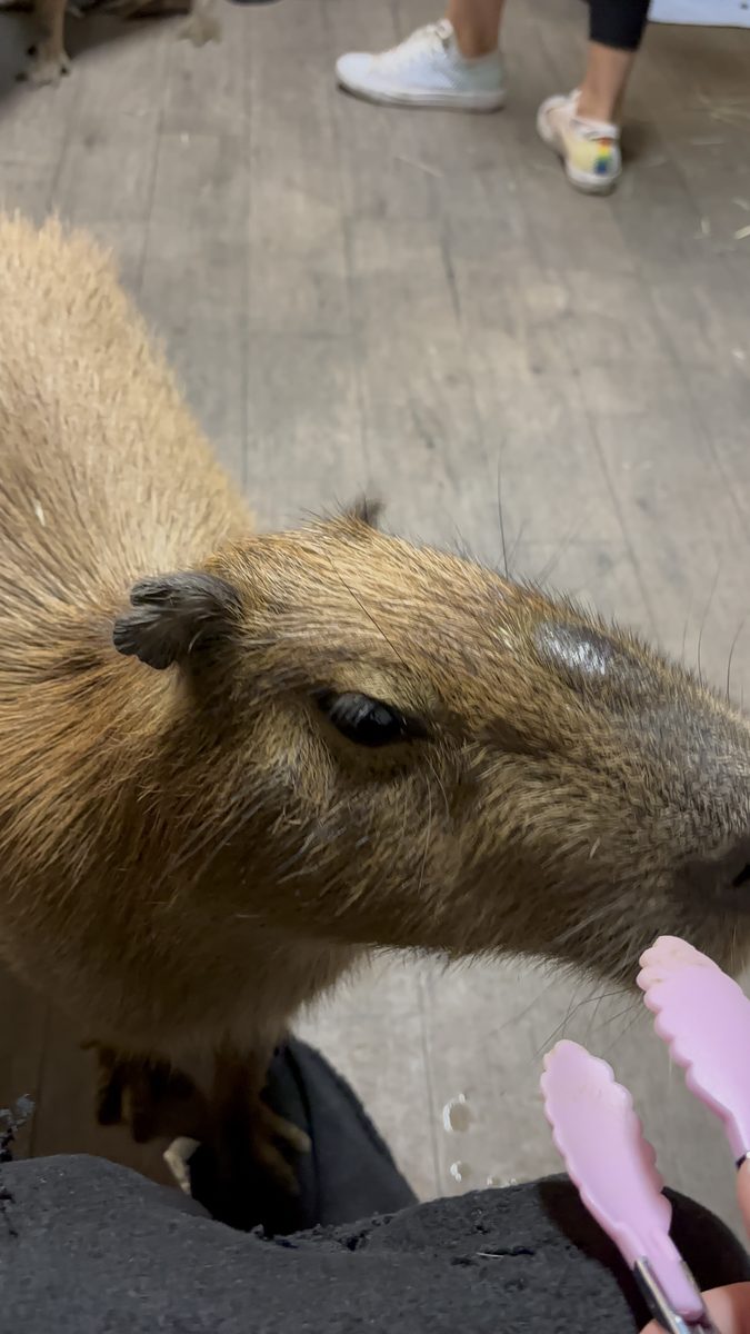A close portrait of a capybara ambassador.