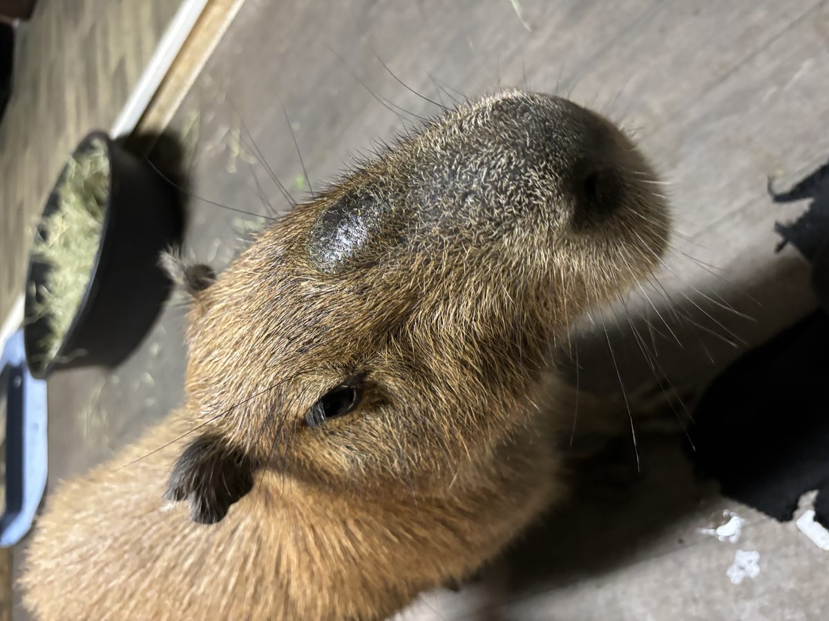 A front view of a capybara eating from feeding tongs.