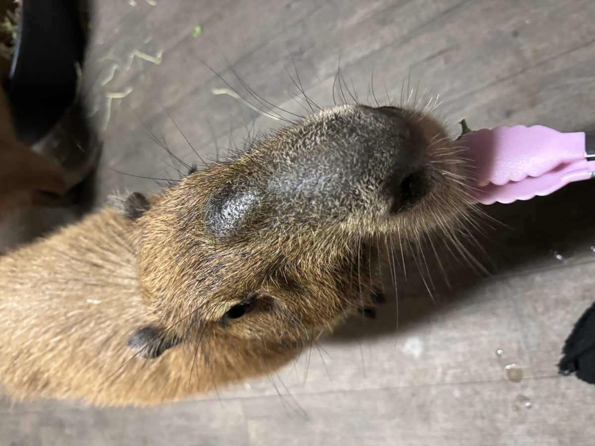 A side view of a capybara eating from feeding tongs.