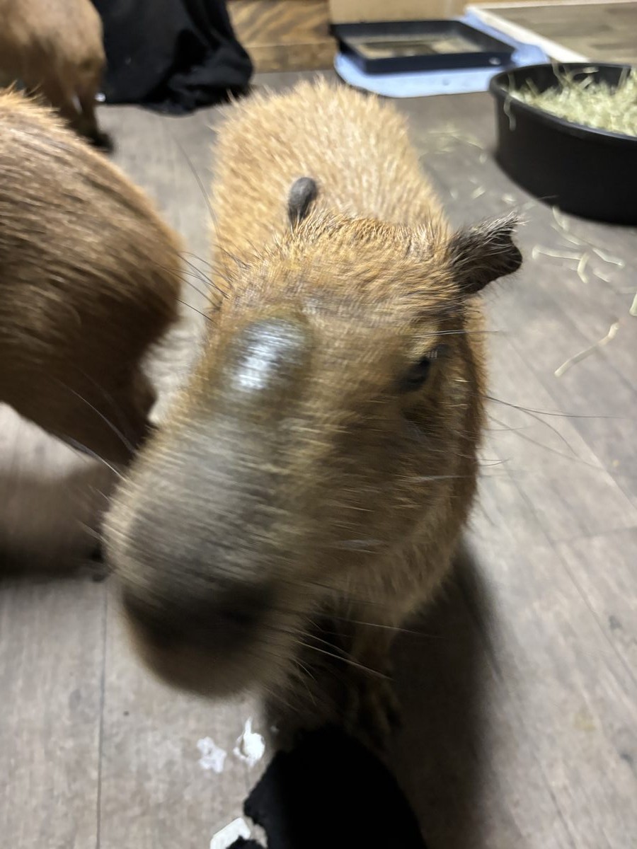 A capybara relaxing in the encounter room.