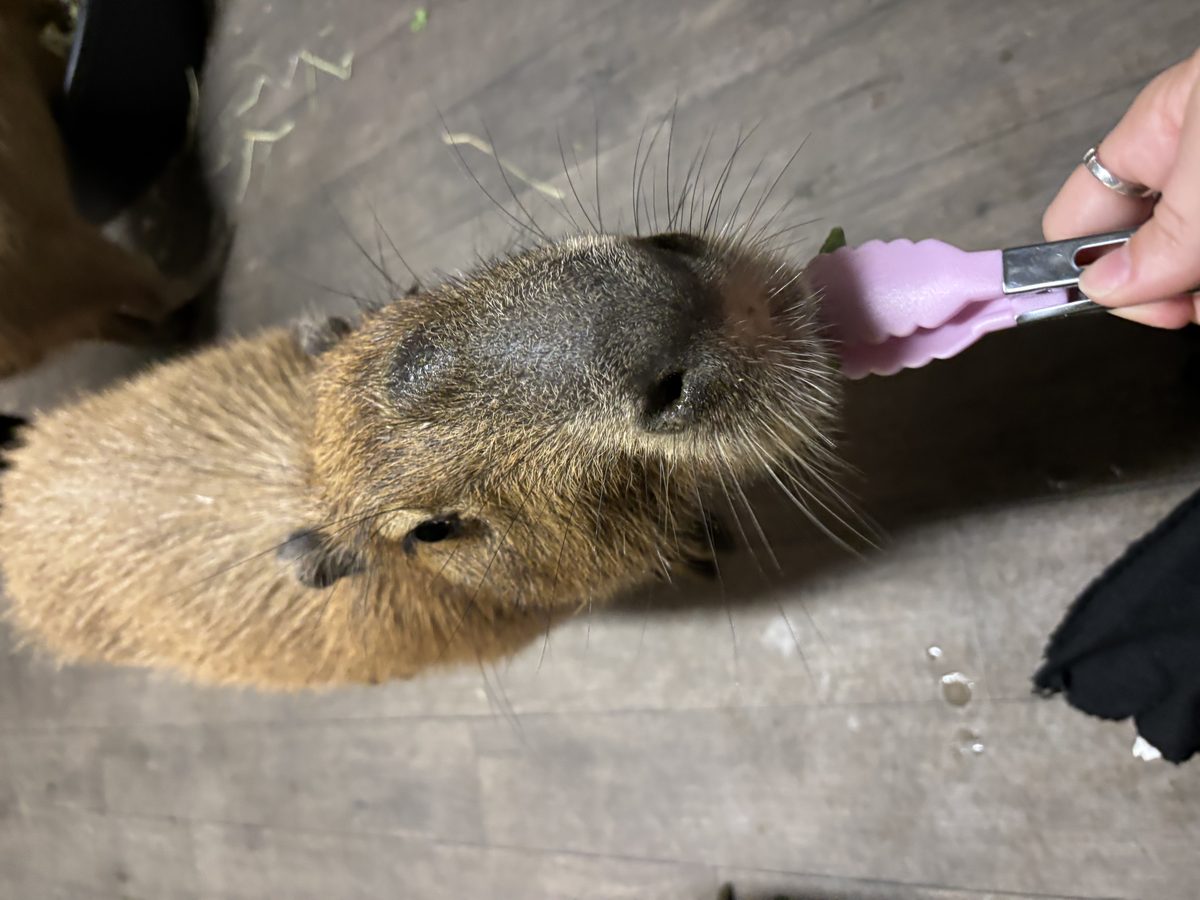 A portrait of a capybara ambassador.