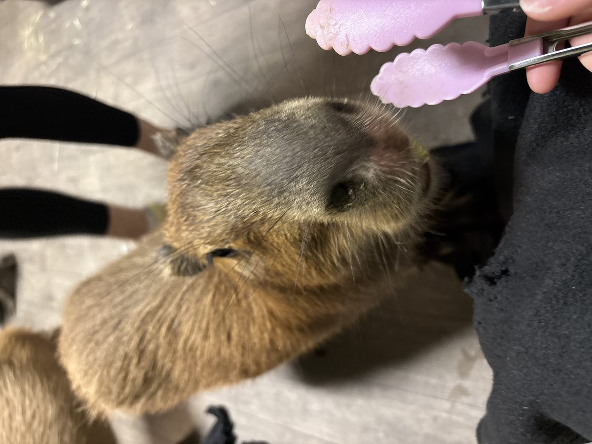 A low angle view of a capybara feeding session.