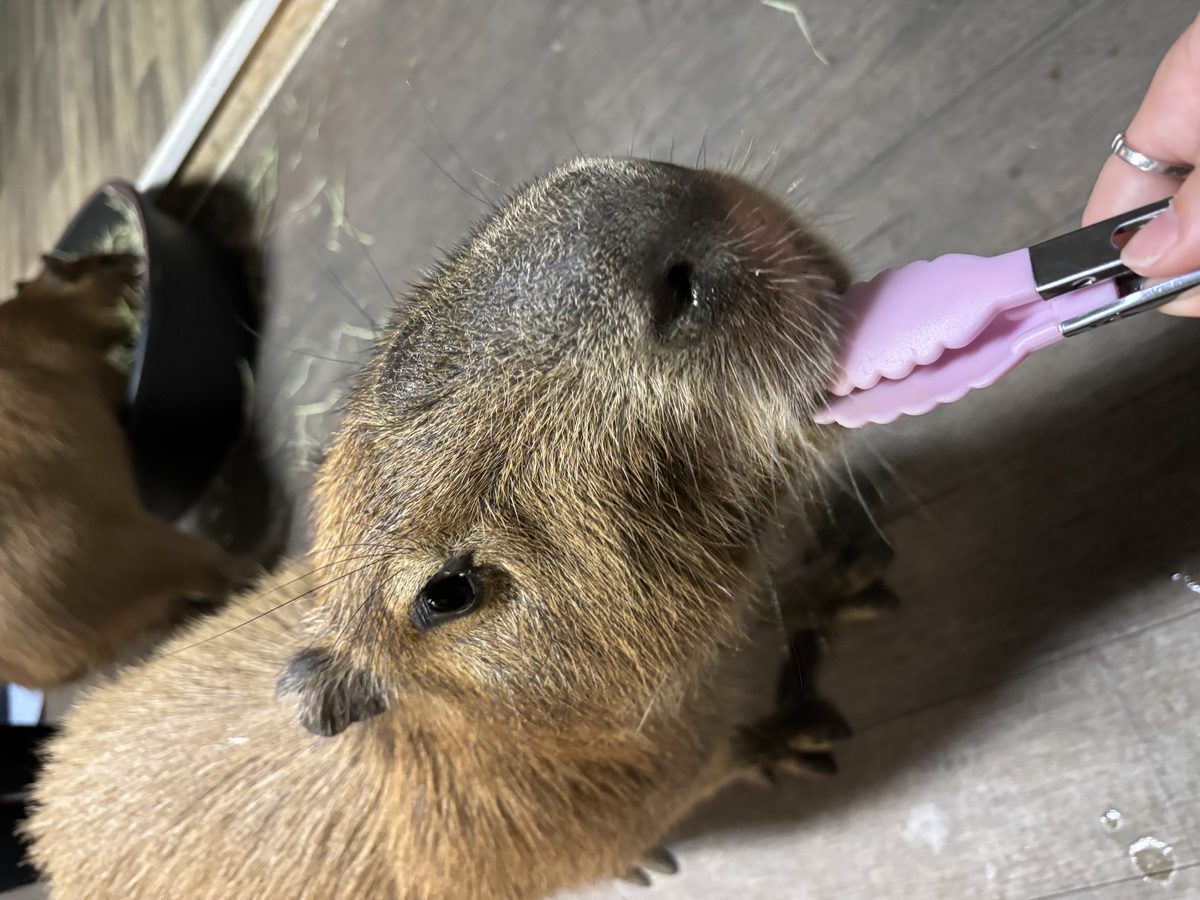 An angled view of a capybara feeding session with tongs.