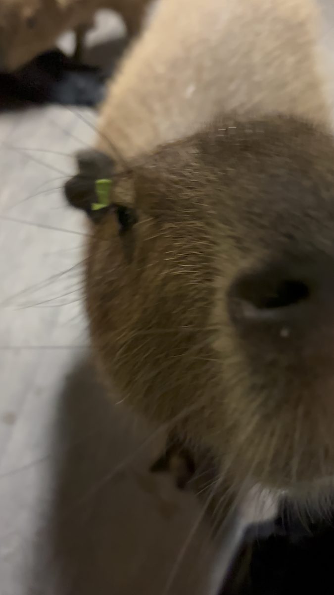 A close-up capybara portrait.