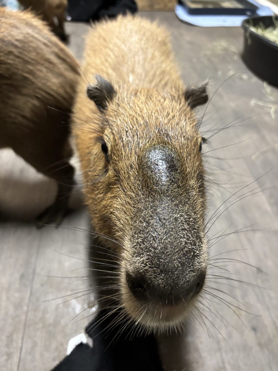 A close-up during capybara snack time.