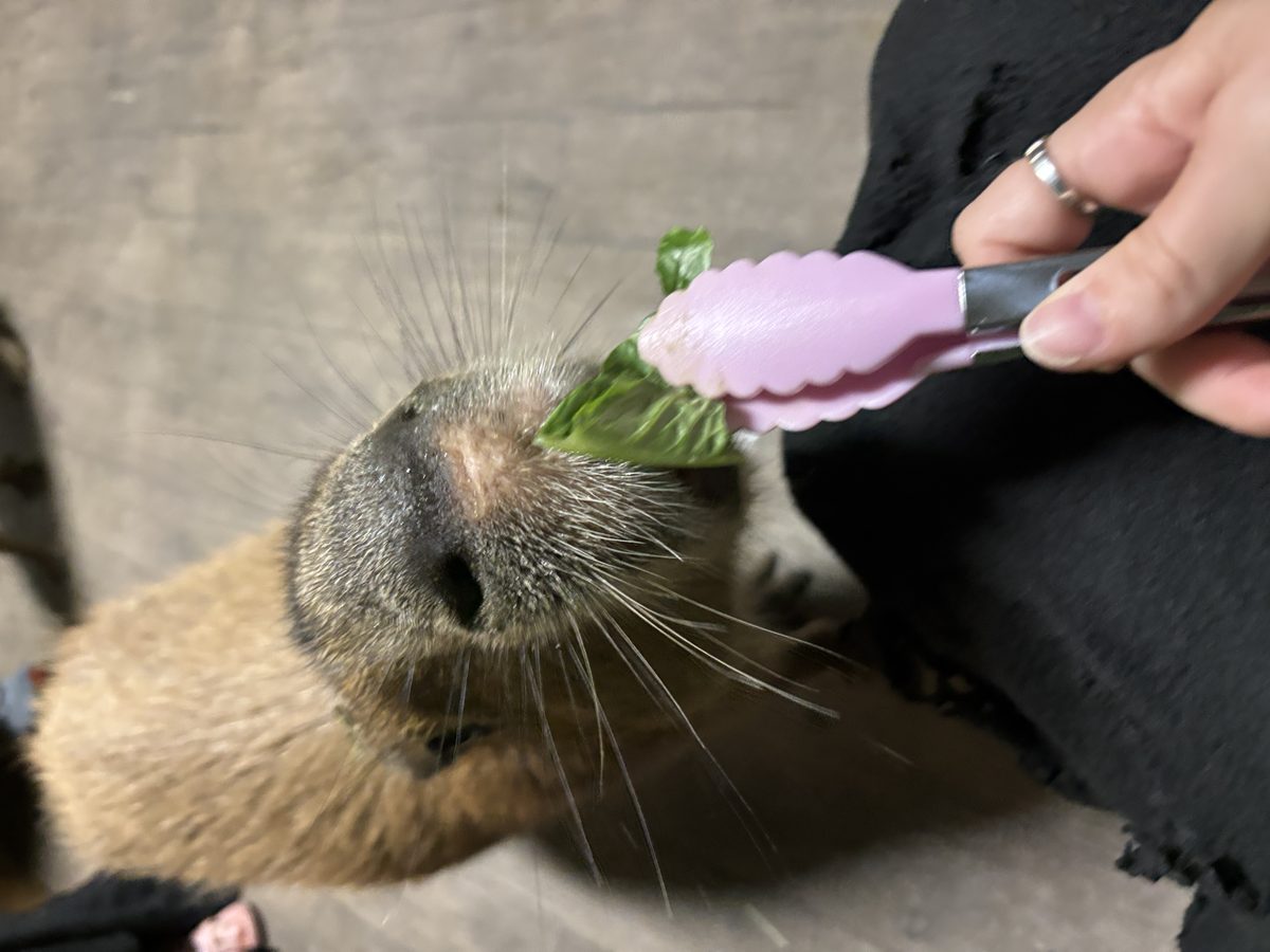 An extreme close-up of a capybara's snout.