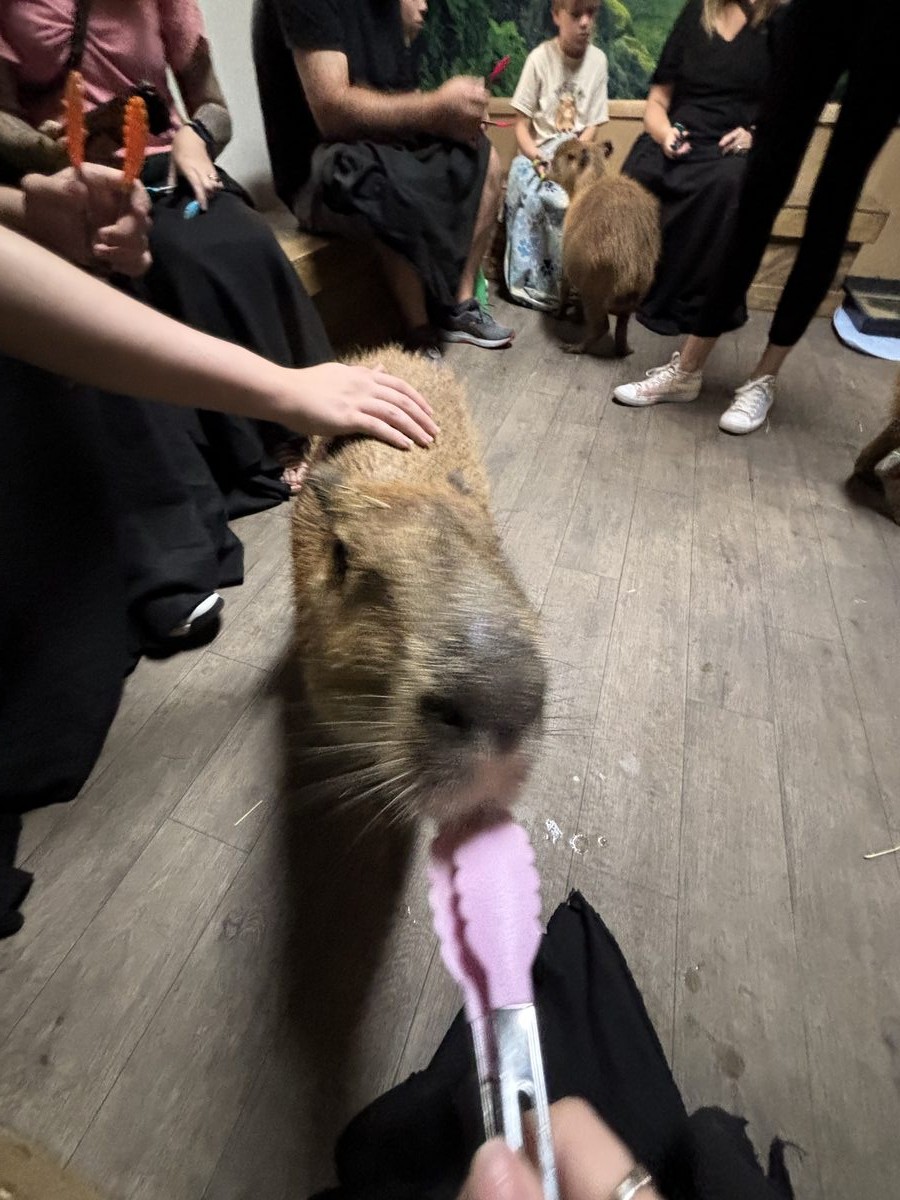 A capybara taking a snack from feeding tongs.