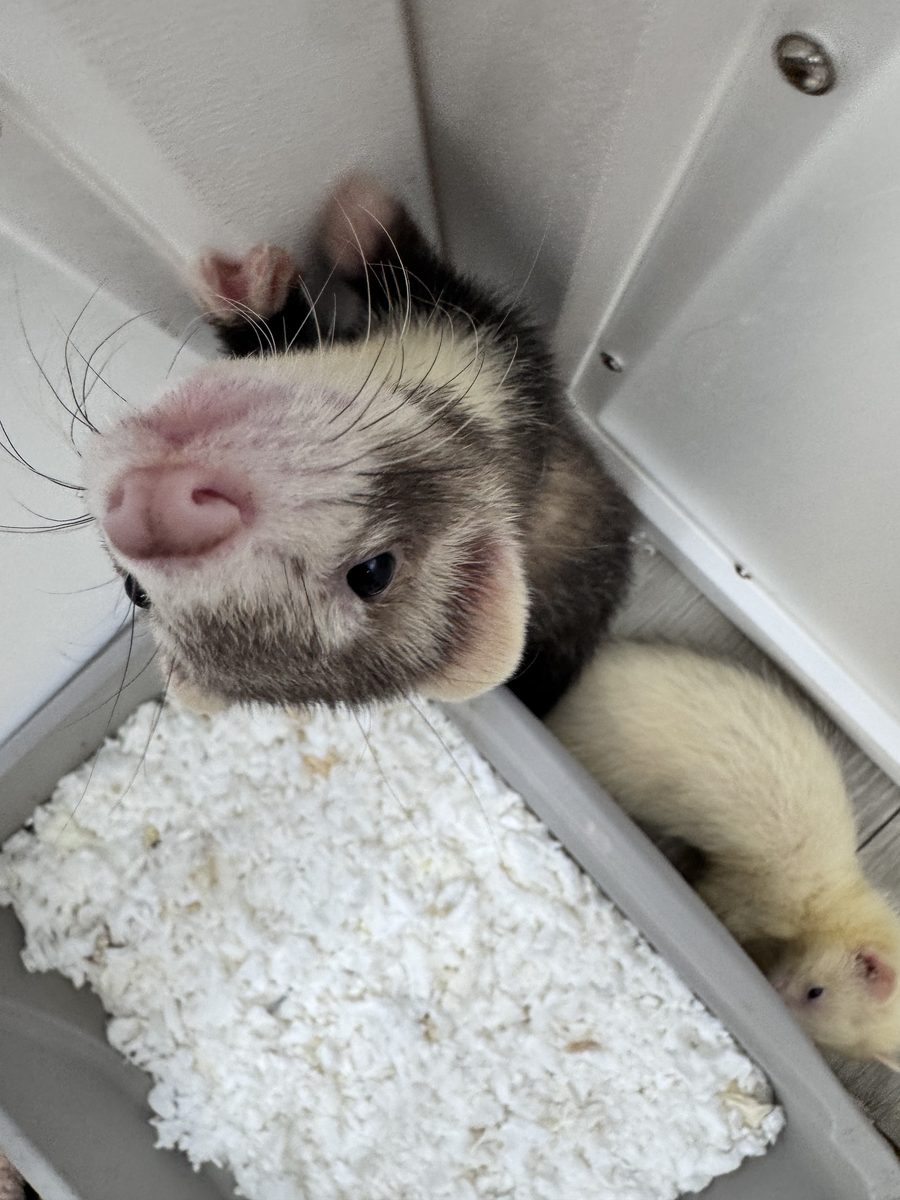A close-up of a ferret ambassador's face.