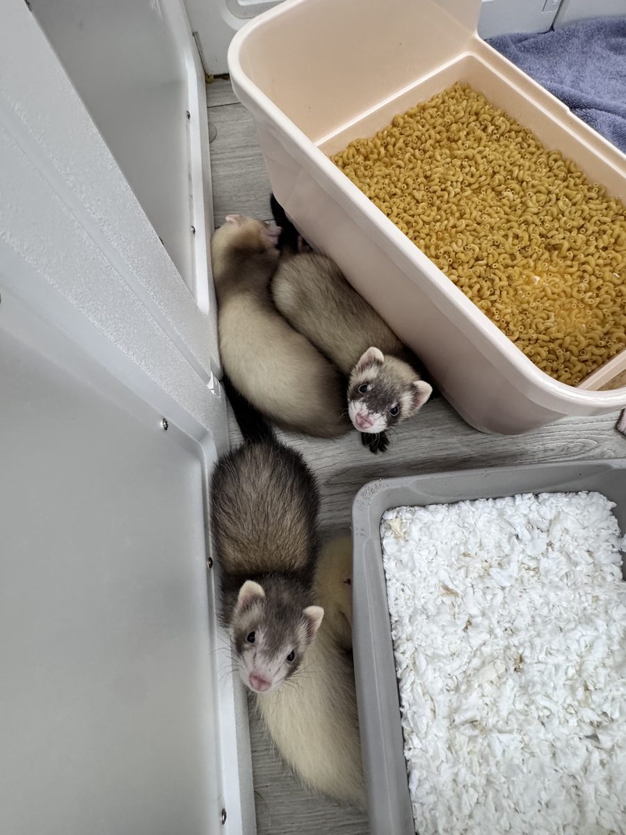 A ferret ambassador at Capybara Cafe St. Augustine