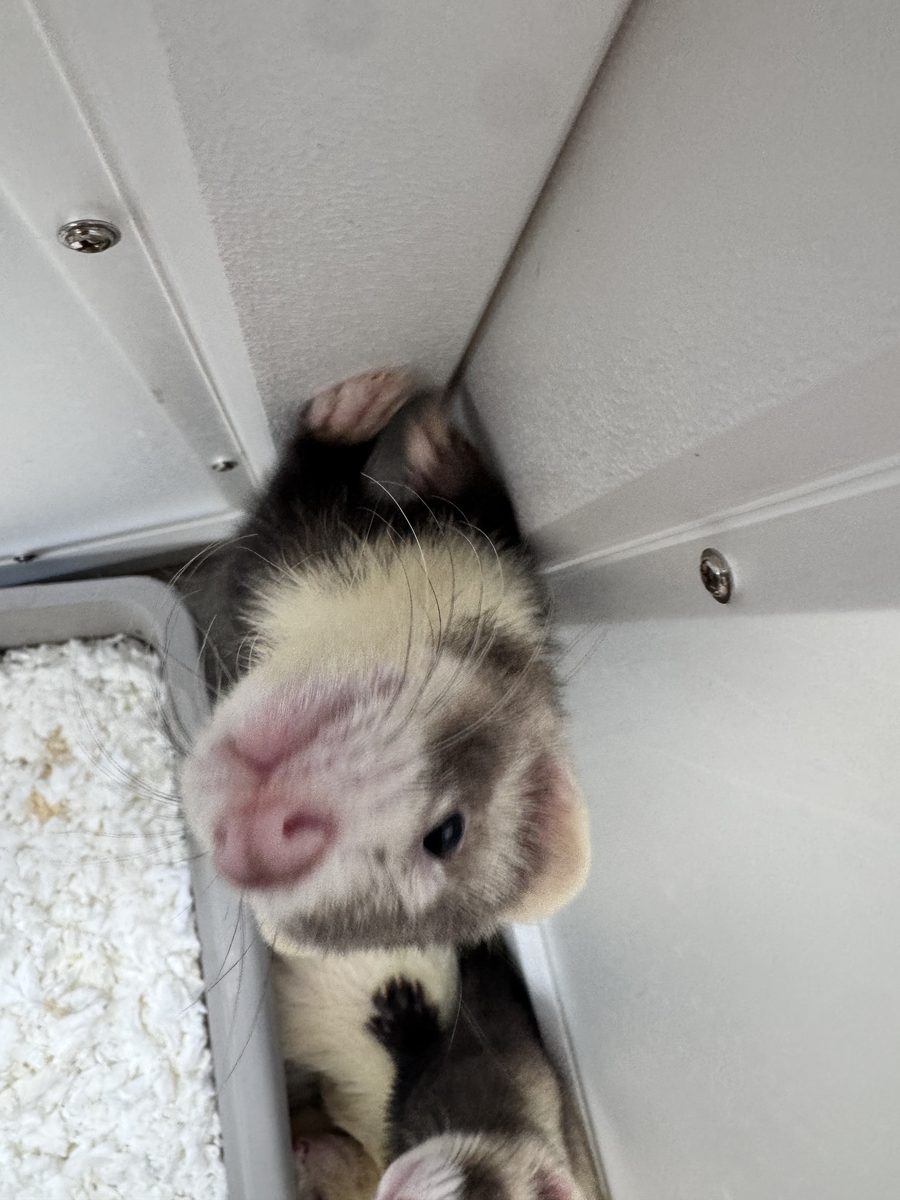 A ferret ambassador looking up curiously.