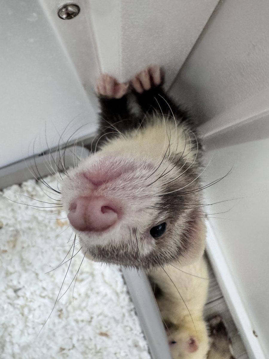 An extreme close-up of a ferret ambassador's nose.