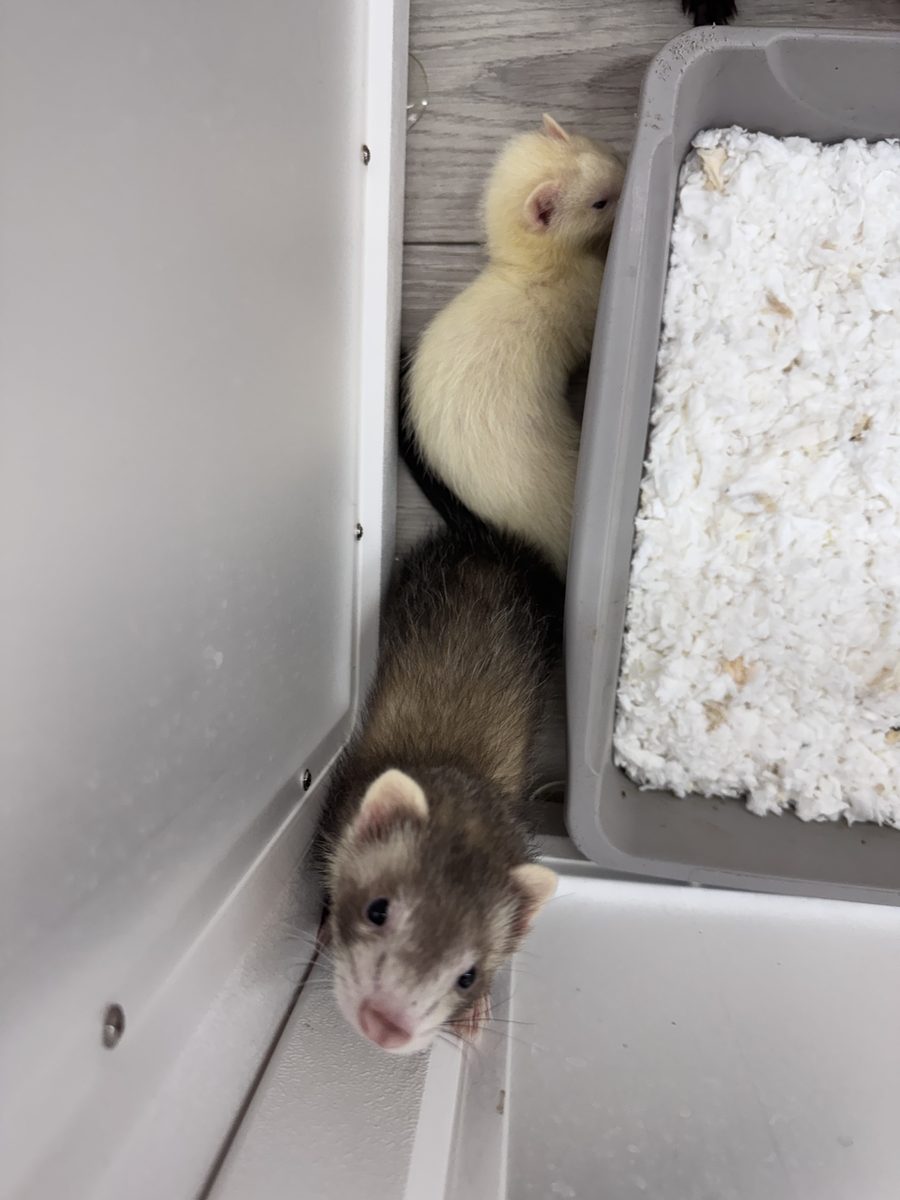 Ferrets preview photo
