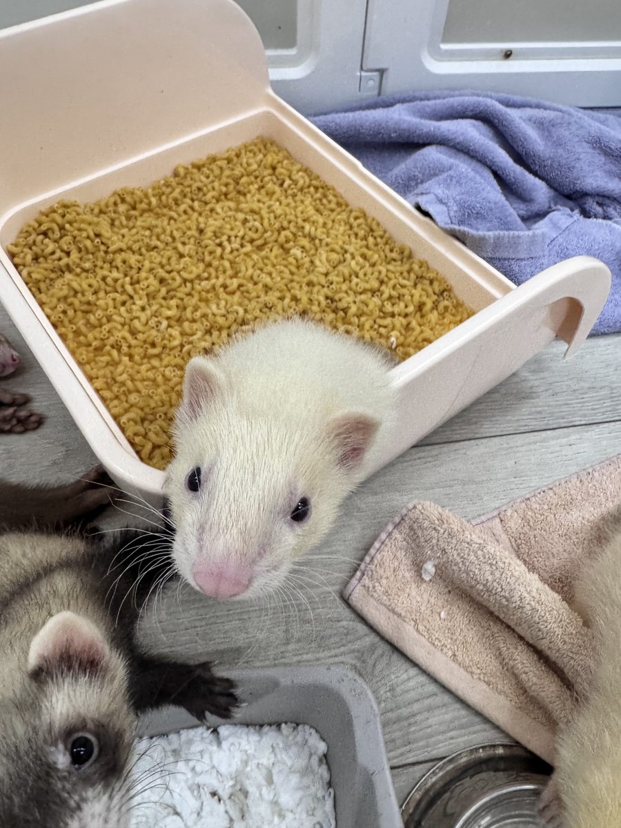 A white ferret ambassador resting in soft bedding.