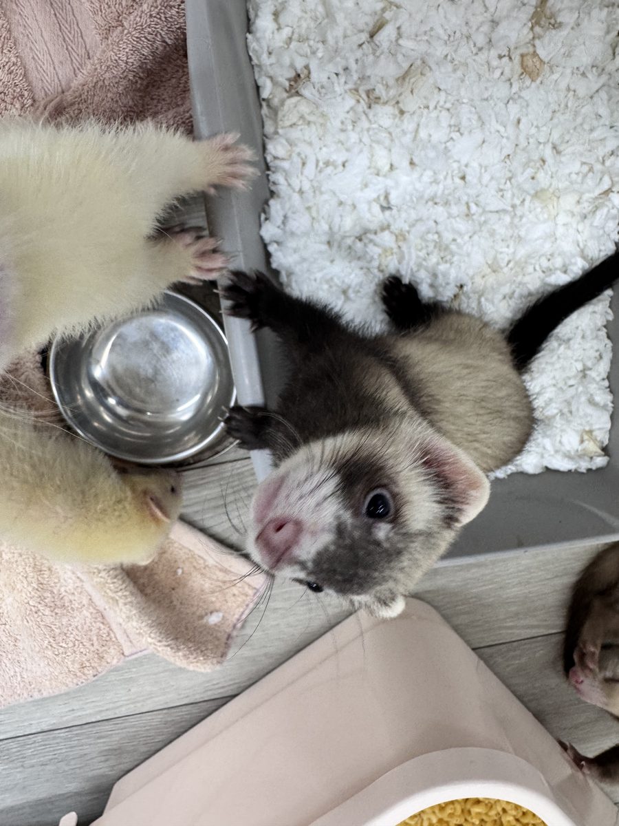 A ferret ambassador next to its food bowl.