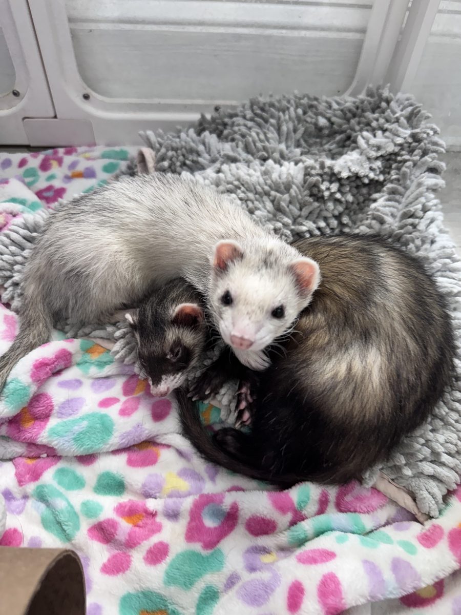 Two ferret ambassadors together on a blanket.