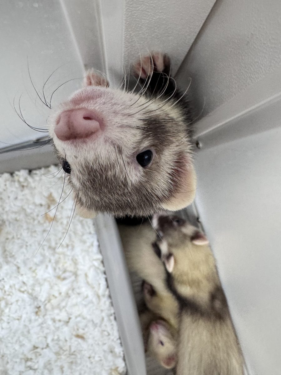 Two ferret ambassadors together, close-up.