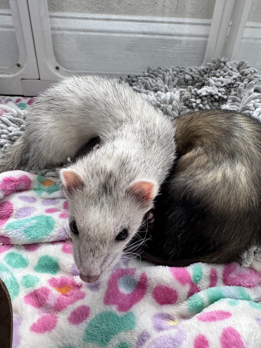 Two ferret ambassadors with a guest during an encounter.