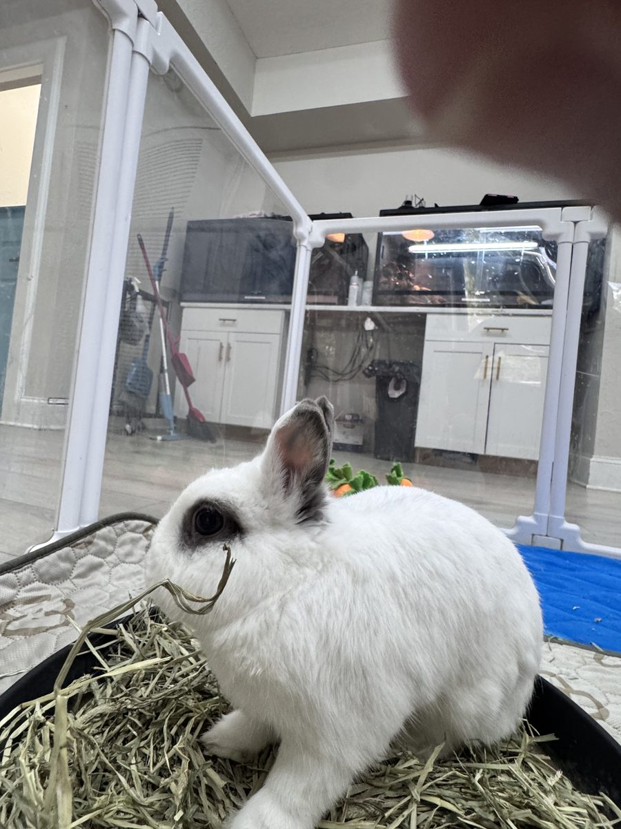 A rabbit ambassador portrait in its enclosure.